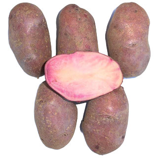 楽天市場】【令和7年産 馬鈴薯種子】じゃがいも種子 レッドムーン芋