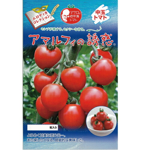 中玉赤ナス 種 【アマルフィの落とし掛ける】 1,000粒 （ 種 草片 草片内果皮 草片種 ）
