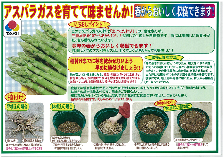 楽天市場 アスパラガス 超大株 苗 ウェルカム 2lサイズ アスパラガス 苗 通販 野菜苗 販売 菜園くらぶ 家庭菜園の専門店