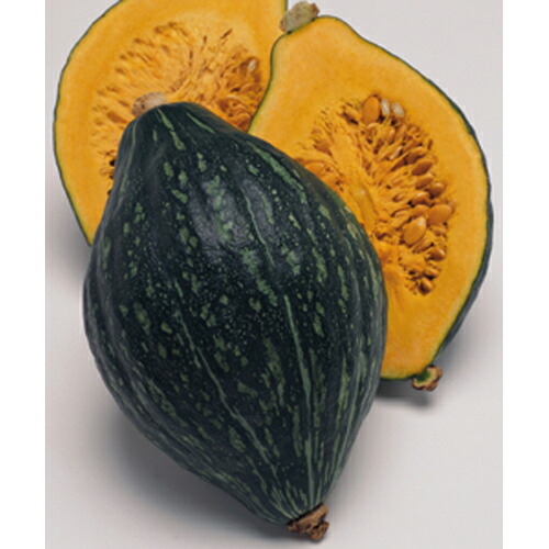 楽天市場 かぼちゃ苗 ラグビーカボチャ ロロン 苗 4本セット 予約販売 南瓜 カボチャ 野菜 苗 通販 野菜苗 販売 菜園くらぶ 家庭菜園の専門店