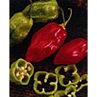 楽天市場 とうがらし苗 ハバネロ 苗 4本セット 予約販売 唐辛子 トウガラシ 家庭菜園 野菜 苗 通販 野菜苗 販売 菜園くらぶ 家庭菜園の専門店