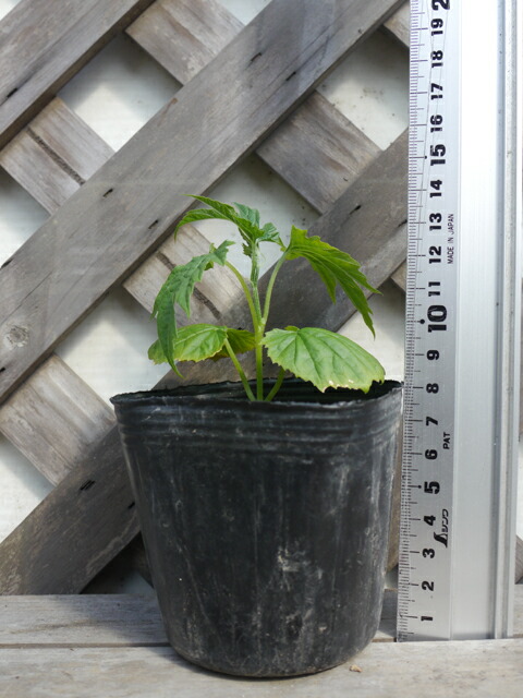 楽天市場 かぼちゃ苗 えびす 苗 4本セット 予約販売 南瓜 カボチャ 野菜 苗 通販 野菜苗 販売 菜園くらぶ 家庭菜園の専門店