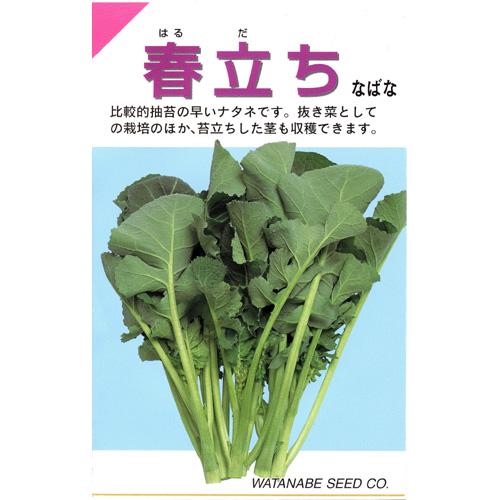 楽天市場】京野菜 野菜にこだわりのある方向け！ 花菜(菜の花、菜種