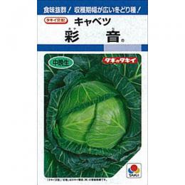 球菜 種 【 彩音 】 内果皮 L5千粒 （ 種 草片 草片内果皮 草片種 ）