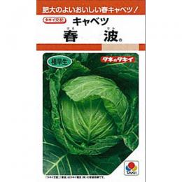 玉菜 種 【 春波 】 内果皮 L5千粒 （ 種 蔬菜 蔬菜内果皮 蔬菜種 ）