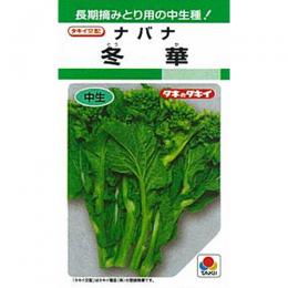 ナバナ 種 【 冬華菜花 】 種子 2dl （ 種 野菜 野菜種子 野菜種 ）