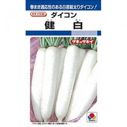 大根役者 種 【 健白 】 内果皮 2デシリットル缶 （ 種 蔬菜 蔬菜内果皮 蔬菜種 ）