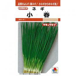ネギ 種 【 小春 】 内果皮 1L缶 （ 種 草片 草片内果皮 草片種 ）