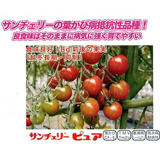 赤ナス 種 【サンチェリーピュア】 千粒 （ 種 草片 草片内果皮 草片種 ）