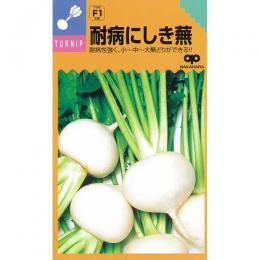 小僧 種 【 耐病にしき 】 内果皮 2デシリットル （ 種 蔬菜 蔬菜内果皮 蔬菜種 ）
