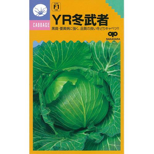 甘藍 種 【 YR冬益荒男 】 内果皮 ５千粒厚地の外套Ｌ （ 種 蔬菜 蔬菜内果皮 蔬菜種 ）