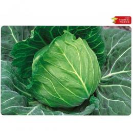 MASUDA とくみつ キャベツの種 3000粒 とくみつを種から栽培するなら1925年創業マスダケール