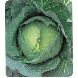 甘藍 種 【 YR冬太郎 】 内果皮 厚地の外套5千粒 （ 種 蔬菜 蔬菜内果皮 蔬菜種 ） ガーデニング・農業-野菜の種子