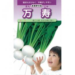 小僧 種 【 万寿小蕪 】 内果皮 1デシリットル缶 （ 種 蔬菜 蔬菜内果皮 蔬菜種 ）