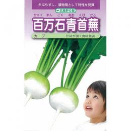 小僧 種 【 百万石青首蕪 】 内果皮 1デシリットル缶 （ 種 蔬菜 蔬菜内果皮 蔬菜種 ）