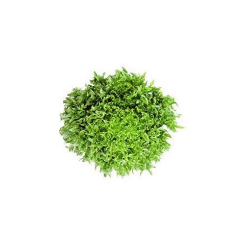 【 フラウンス内燃機関 】 内果皮 ５千粒 （ 種 蔬菜 蔬菜内果皮 蔬菜種 ）