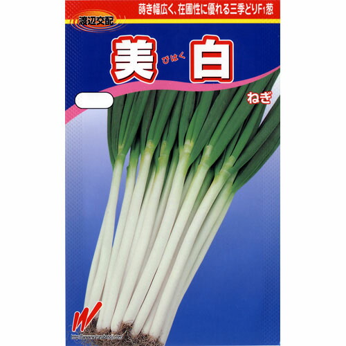 楽天市場 ネギ 種 美白 種子 小袋 約２０ｍｌ 種 野菜 野菜種子 野菜種 菜園くらぶ 家庭菜園の専門店