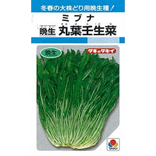 壬生菜 種 【 ツケナ丸葉壬生菜（晩生） 】 内果皮 １Ｌ （ 種 蔬菜 蔬菜内果皮 蔬菜種 ）
