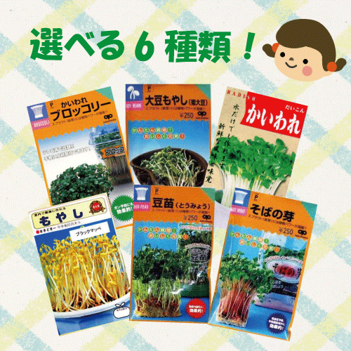 楽天市場 送料無料 スプラウト 17種類から6種類選べる チャレンジセット 種 販売 通販 菜園くらぶ 家庭菜園の専門店