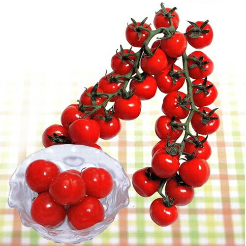 楽天市場 ミニトマト 種 ｃｆプチぷよ キダネ１００粒 種 野菜 野菜種子 野菜種 菜園くらぶ 家庭菜園の専門店