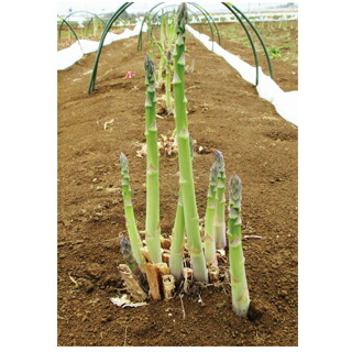 アスパラガス 種 【ウインデル】１０００粒 （ 種 草片 草片内果皮 草片種 ）