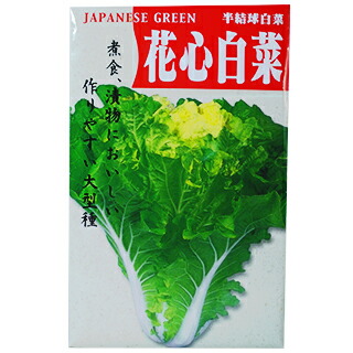 楽天市場 白菜 種 花芯白菜 8ml 種 野菜 野菜種子 野菜種 菜園くらぶ 家庭菜園の専門店