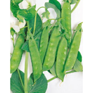 きぬさやエンドウ 種 【 あずみ野30日絹莢PMR 】 1L （ 種 草片 草片内果皮 草片種 ）