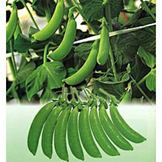 エンドウ 種 【 ニムラサラダスナップ 】 1L （ 種 草片 草片内果皮 草片種 ）
