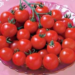 トマト 種 【 ＣＦココ 】 1000粒 ( トマトの種 )｜【菜園くらぶ】家庭菜園の専門店