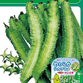 シカクマメ 種 【 わこさま 】 1L ( シカクマメの種 )|【菜園くらぶ】家庭菜園の専門店