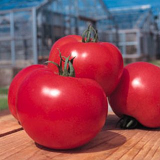 トマト 種 【 桃太郎ヨーク 】 ペレット２Ｌ千粒 ( トマトの種 )｜【菜園くらぶ】家庭菜園の専門店