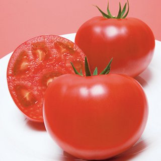 トマト 種 【 CF桃太郎J 】 2000粒 ( トマトの種 )|【菜園くらぶ】家庭菜園の専門店