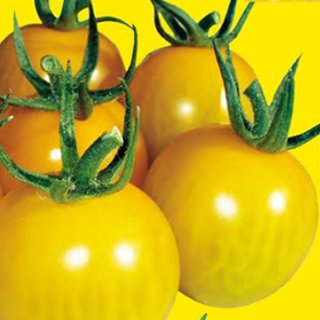 楽天市場 トマト 種 ミニトマト きら ず 500粒 トマトの種 菜園くらぶ 家庭菜園の専門店