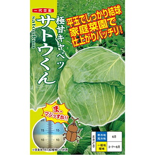 玉菜 種 【 サトウくん 】 厚地の外套5千粒 ( 玉菜の種 )