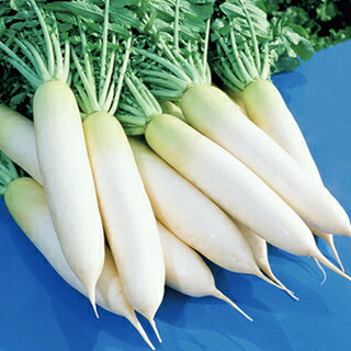 ダイコン 種 【 耐病総太り 】 1L ( ダイコンの種 )|【菜園くらぶ】家庭菜園の専門店