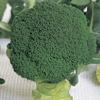 ブロッコリー 種 【 ウインタードーム 】 ペレット5千粒 ( ブロッコリーの種 )｜【菜園くらぶ】家庭菜園の専門店