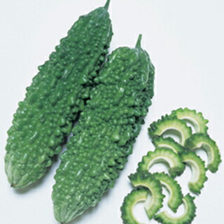 楽天市場 ゴーヤ 種 島さんご 種子 小袋 約1dl 種 野菜 野菜種子 野菜種 菜園くらぶ 家庭菜園の専門店