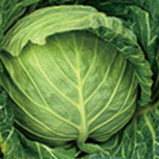 玉菜 種 【 金瑛 】 ペレット5千粒 ( 玉菜の種 )