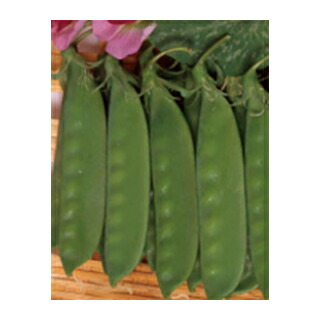 楽天市場】えんどう 【仏国えんどう(つるあり・大莢)】 種・小袋