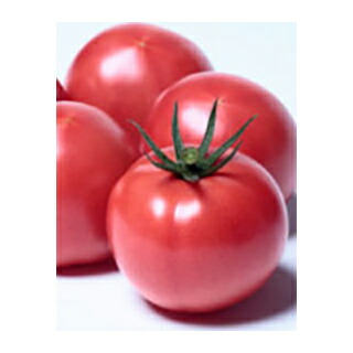 フルティカトマトの種 1000粒 フルティカトマトの種 1000粒