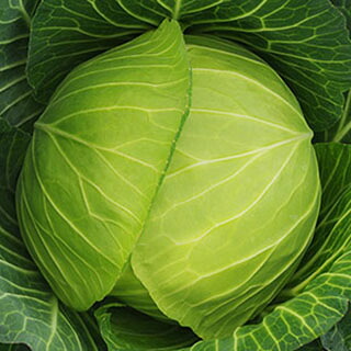球菜 種 【 しずはま１号 】 内果皮 厚地の外套Ｌ５千粒 （ 種 草片 草片内果皮 草片種 ）
