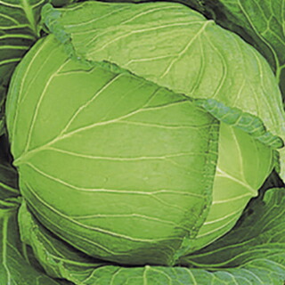 キャベツ 種 【 岳陽（がくよう） 】 種子 コートＬ５千粒 （ 種 野菜 野菜種子 野菜種 ）