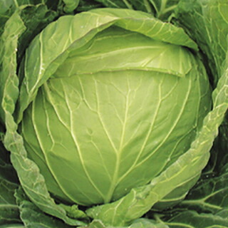 キャベツ 種 【 一陽 】 種子 コートＬ５千粒 （ 種 野菜 野菜種子 野菜種 ）