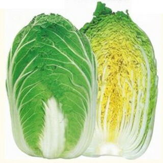白菜 種 【 黄望峰９０ 】 内果皮 厚地の外套５千粒 （ 種 蔬菜 蔬菜内果皮 蔬菜種 ）
