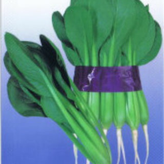 小松菜 種 【小松菜 よかった菜Ｇ】 1L （ 種 蔬菜 蔬菜内果皮 蔬菜種 ）