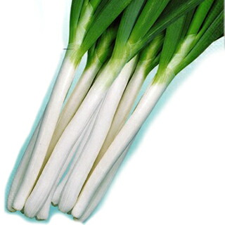 ネギ 種 【 ネギ石倉はやりっ児 】 内果皮 １Ｌ （ 種 蔬菜 蔬菜内果皮 蔬菜種 ）