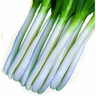 ネギ 種 【 ネギ石倉 】 内果皮 １Ｌ （ 種 蔬菜 蔬菜内果皮 蔬菜種 ）