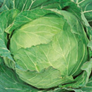 球菜 種 【 金春 】 ペレット5千粒 ( 球菜の種 )