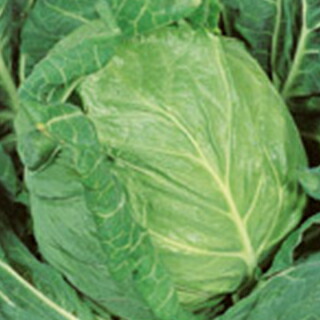 玉菜 種 【 金系201号 】 ペレット5千粒 ( 玉菜の種 )