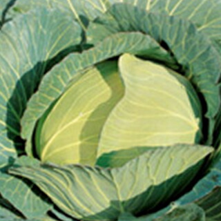甘藍 種 【 新藍（しんらん） 】 ペレット5千粒 ( 甘藍の種 )